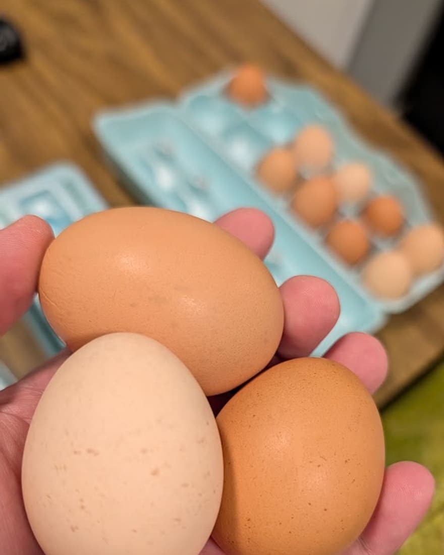 Three fresh eggs in an open hand, cartons behind