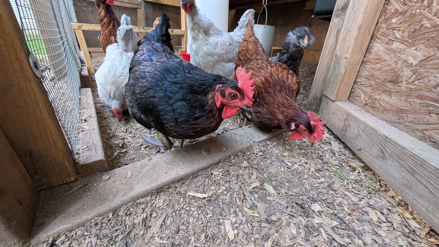 The flock foraging together in the run