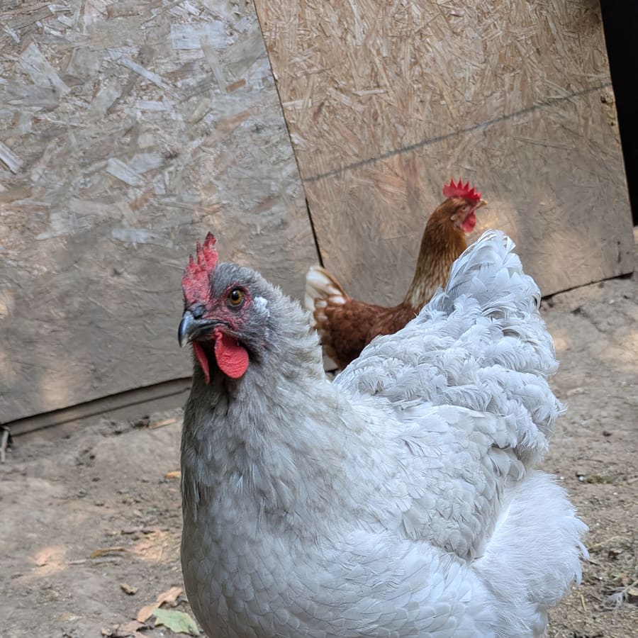 A lavender hen with a red friend behind her