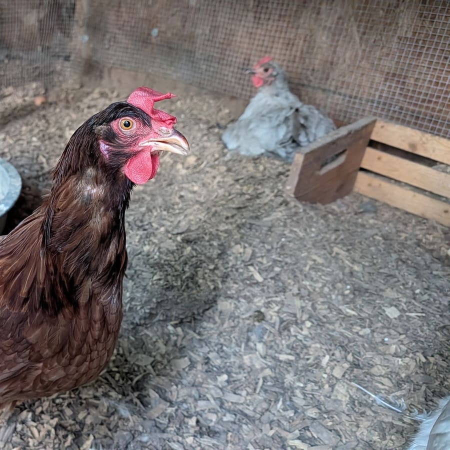 A red hen up close