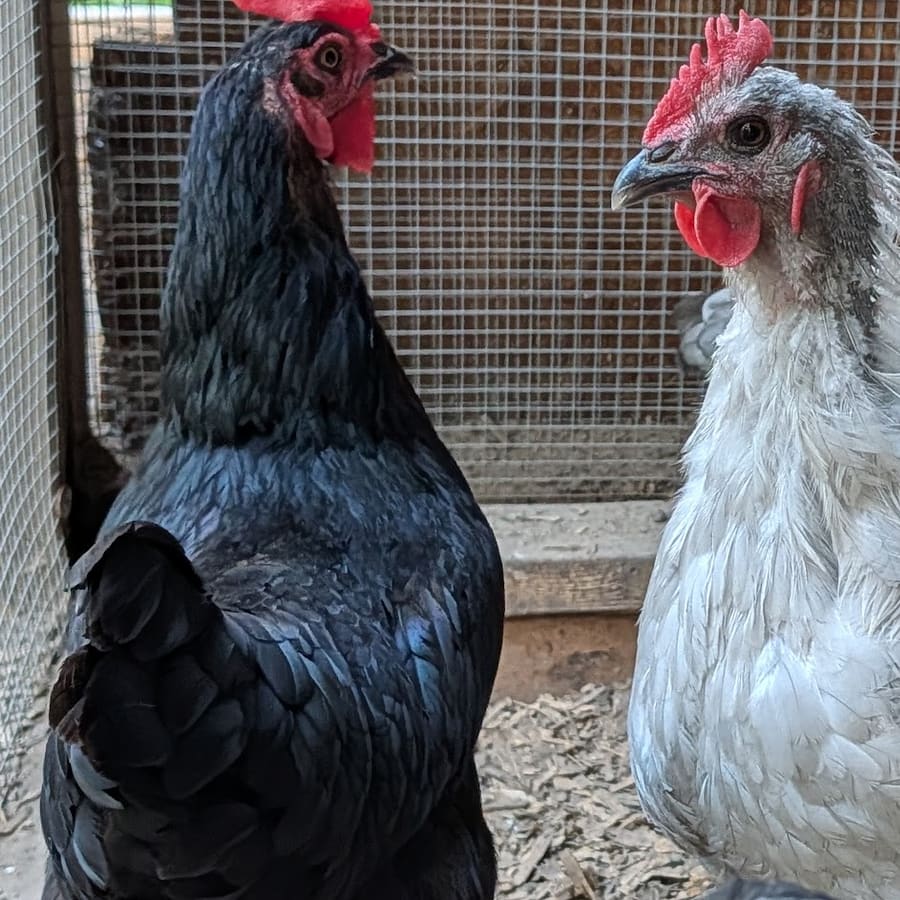 Two hens side by side in the coop