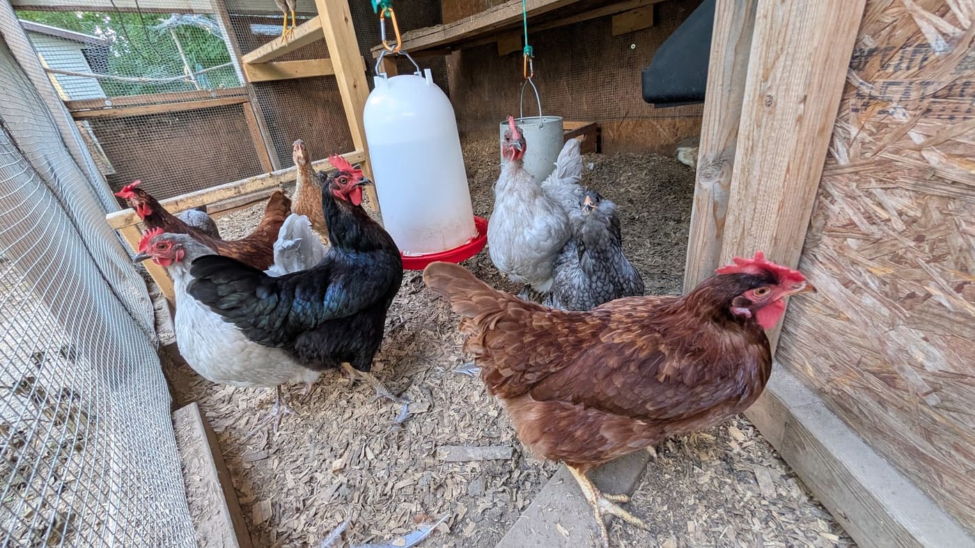 Hens gathered around the waterer