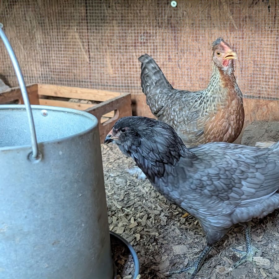 Gray and blue hens in the coop