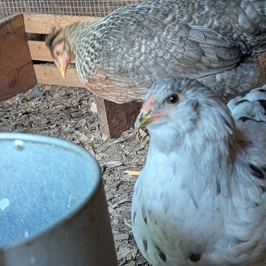 A speckled hen and a friend
