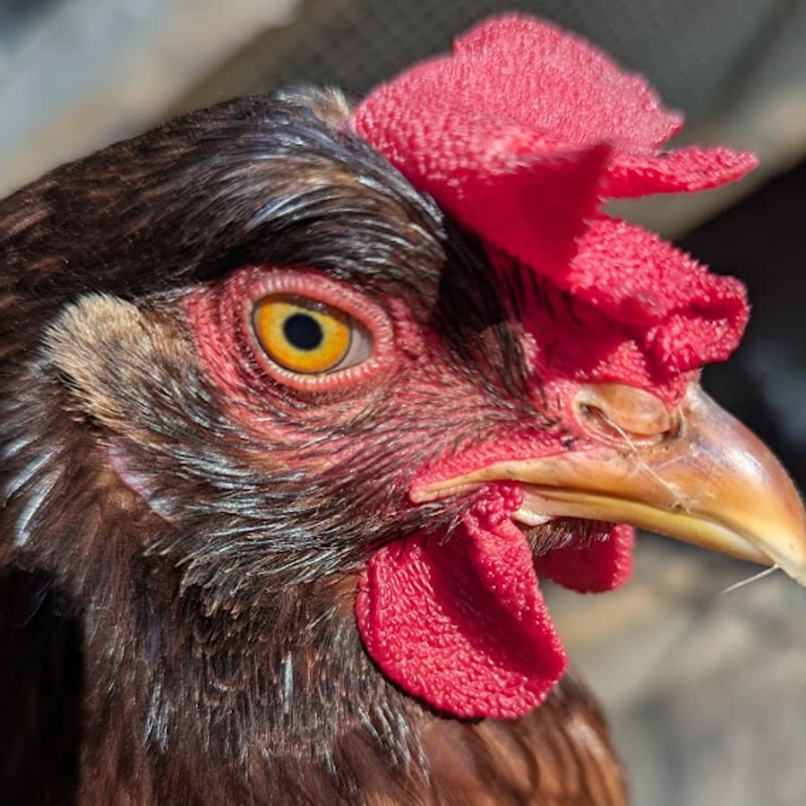 A red hen up close in the sunshine