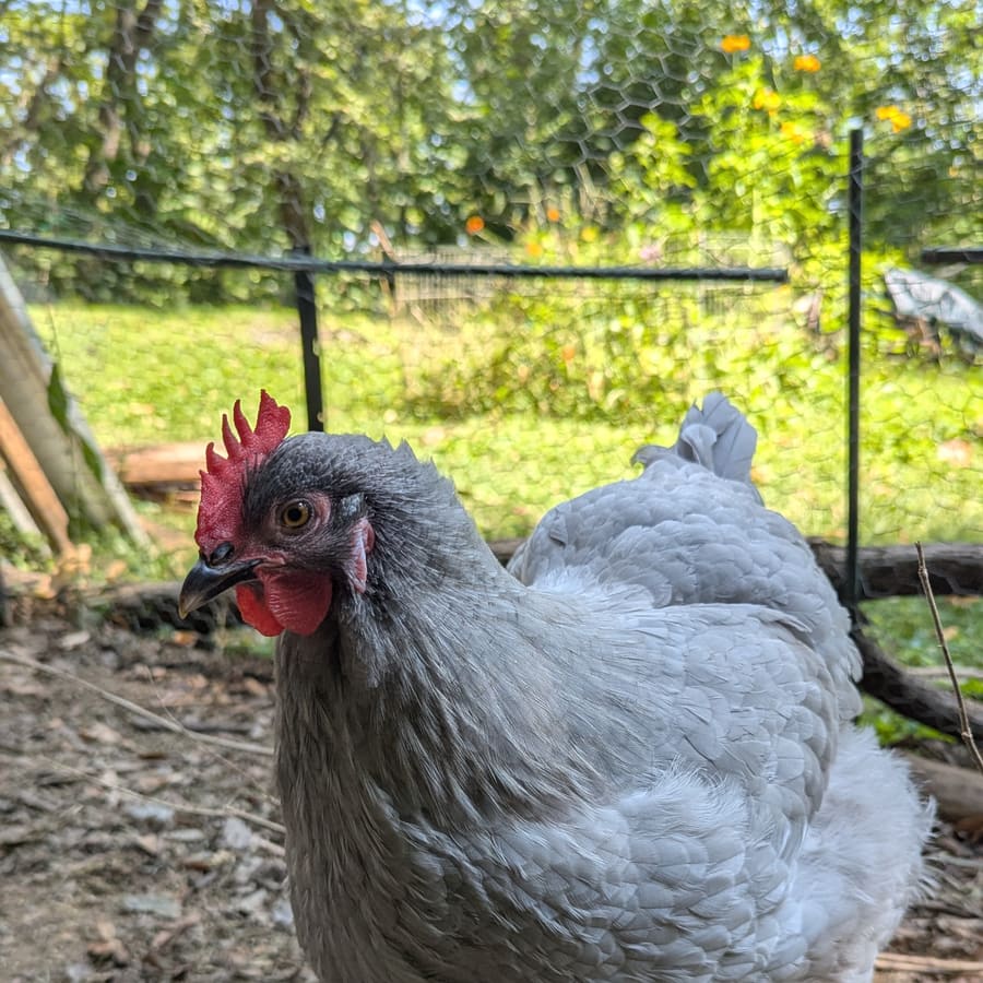 A lavender hen out in the yard