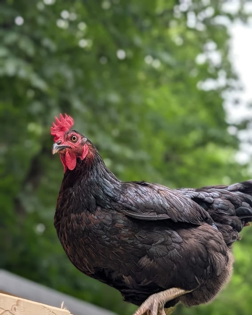 One of our hens perched on the coop rail